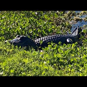 Meet your Posher, Nancy